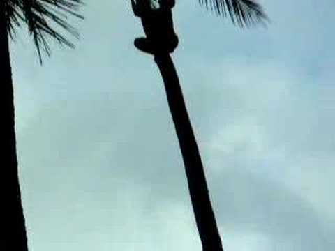 Samoan Tree climber