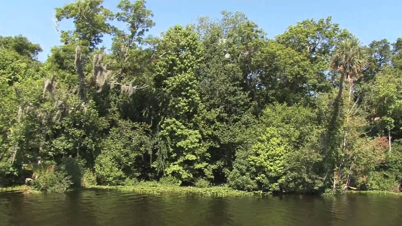 St. Johns River Tours YouTube