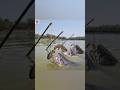Unbelievable technique bamboo hook trapfishing underwater by fisherman #fishing #trap #shorts #fish