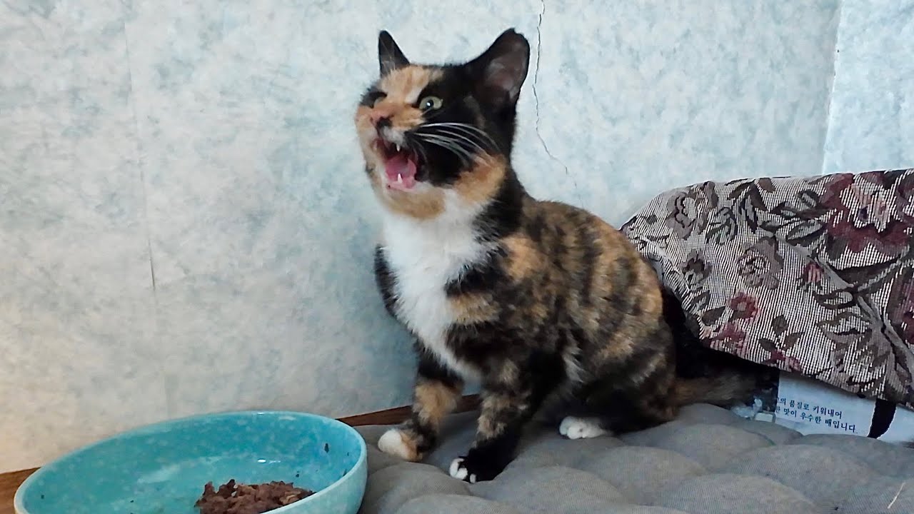 중성화 수술 후… 강제로 헤어진 단짝을 찾아 매일 울부짖는 고양이 | EP.44