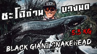 ชะโดถ่านคลองบางมด(หมายมหาชน) / Black Giant Snakehead 5.38KG