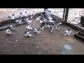 Урюпинские голуби