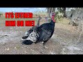 Dealing with An Aggressive Turkey