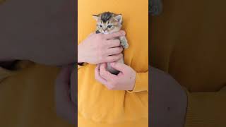 When held by its owner, the kitten's small size stands out. #cat #kitten
