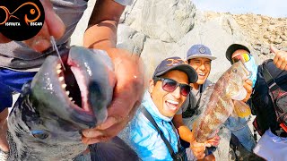 CHITAS colean en la orilla y MONSTRUOS en las rocas: cabrillas, viejas y buenas pintadillas