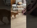 子猫から犬と暮らした結果#猫 #保護猫 #チワワ