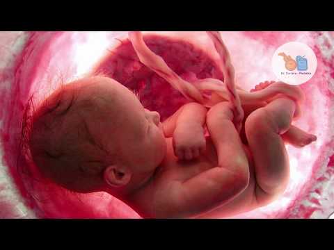 Vídeo: Com es connecta el cordó umbilical al nadó?