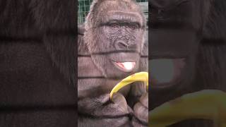 Best Way To Eat A Banana? #Gorilla #Eating #Banana #Asmr