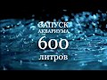 Запуск аквариума 600 литров