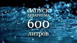 Запуск аквариума 600 литров