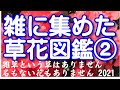 雑に集めた草花図鑑②2021年版です。