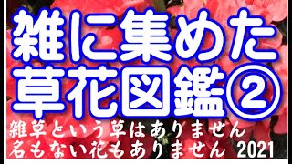 雑に集めた草花図鑑②2021年版です。