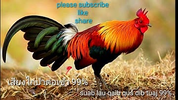 (เสียงไก่ป่าตัวผู้ต่อหมาน 99%) suab lau qaib qus quas zoo dib tuaj 99%