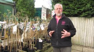 Companion Planting - Clematis & Climbing Roses | Glebe Garden Centre Leicester