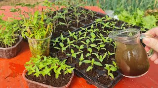 Make these natural nutrients for better initial development and growth of seedlings