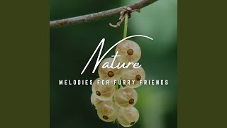 Paws and Melodic Harmony
