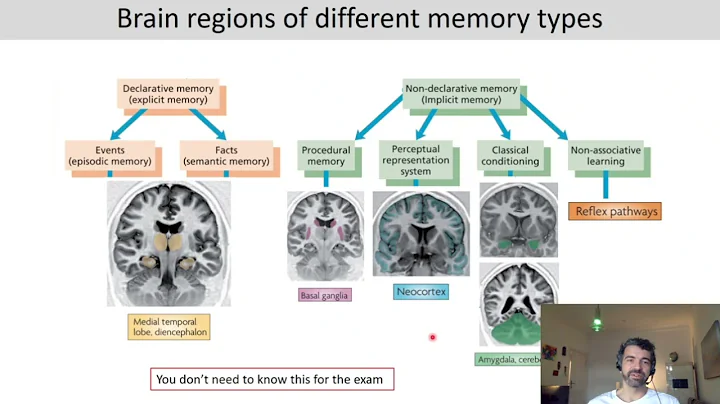 Introduction to Cognitive Neuroscience: Session 5.4 (LTM - Long-term memory)