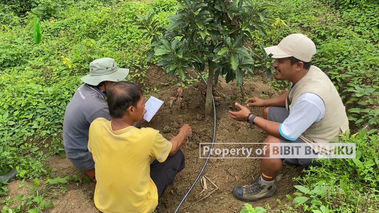 Kebun Alpukat 4 Ha Setelah Usia 1.5 Tahun [PENDAMPINGAN]