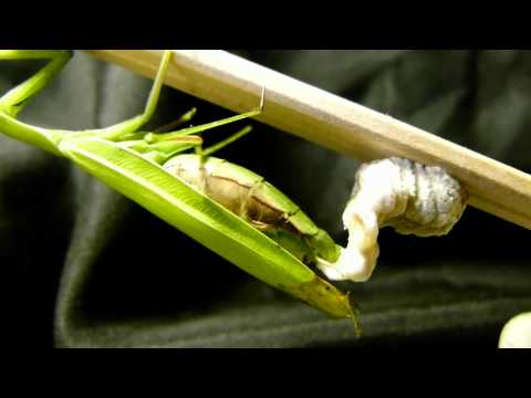 mantis ootheca praying laying egg case