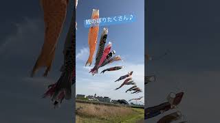 #鯉のぼり　#shorts  #青空　#こどもの日　#5月の節句　#carpstreamer #children'sday #japan #日本