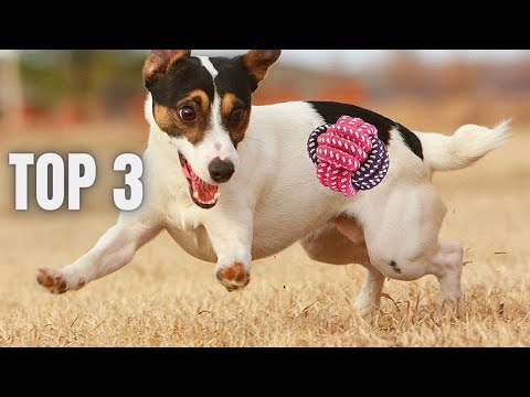 Vidéo: Les 12 meilleurs jouets pour chiens âgés