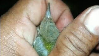 menangkap burung dengan tangan kosong di malam hari  [ burung burcil ]