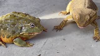 Если бы Серега Пират стал жабкой