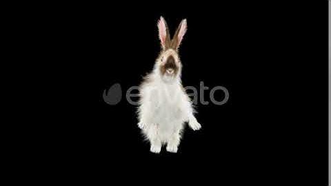 Rabbit Walking HD | Motion Graphics - Envato elements