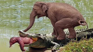 Amazing Ways Animals Protect Their Babies From Predators