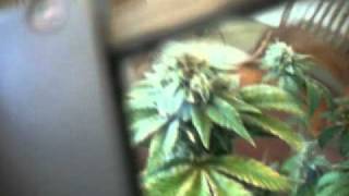 closet grow..(Harvest day)