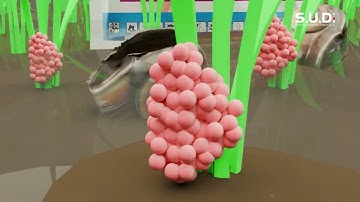 S.U.D - APPLE 700WP – GIẢI PHÁP DIỆT ỐC BƯƠU VÀNG HIỆU QUẢ