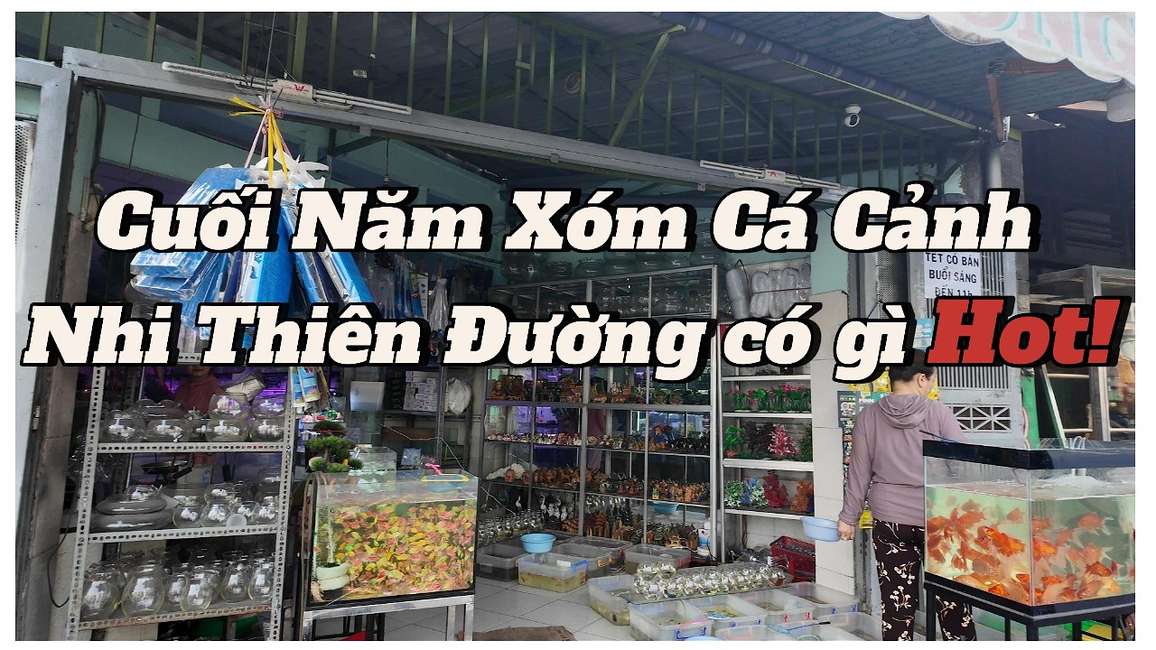 Một Góc Xóm Cá Cảnh Cầu Nhị Thiên Đường Những Ngày Cuối Năm