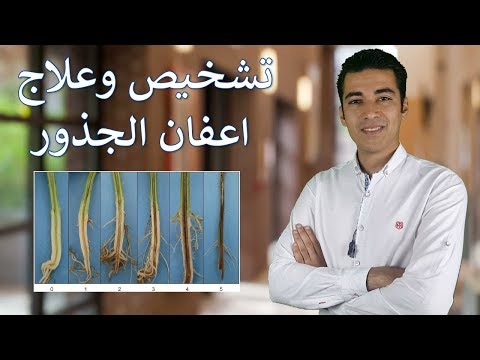 فيديو: علاج Rhizoctonia على الفراولة - تعرف على فطر الفراولة Rhizoctonia