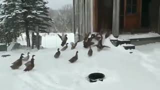 Please Enjoy These Ducks Changing Their Minds