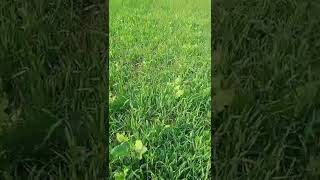 My Wheat 🌾 And Mustard Plants Field