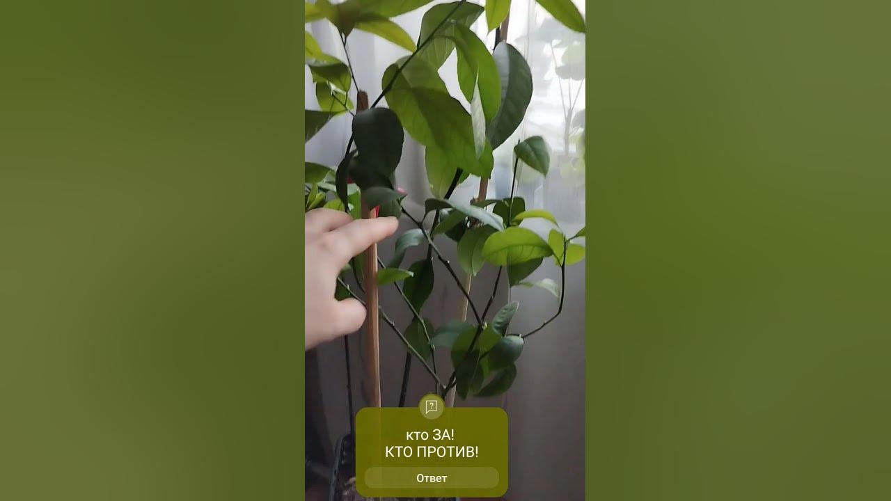 ОБРЕЗКА МАНДАРИНА! КТО ЗА КТО ПРОТИВ! НАПИШИТЕ ПОЖАЛУЙСТА!👍👋🍊🍊🍊 # ...