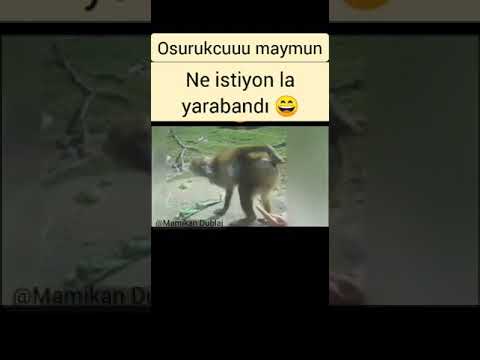 OSURUKCUUU MAYMUN KOMİK VİDEOLAR