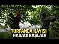 Örtü Altında Turfanda Kayısı Hasadı Başladı