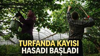 Örtü Altında Turfanda Kayısı Hasadı Başladı