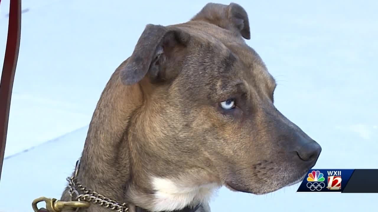 Veteran Credits Service Dog with Saving Her Life