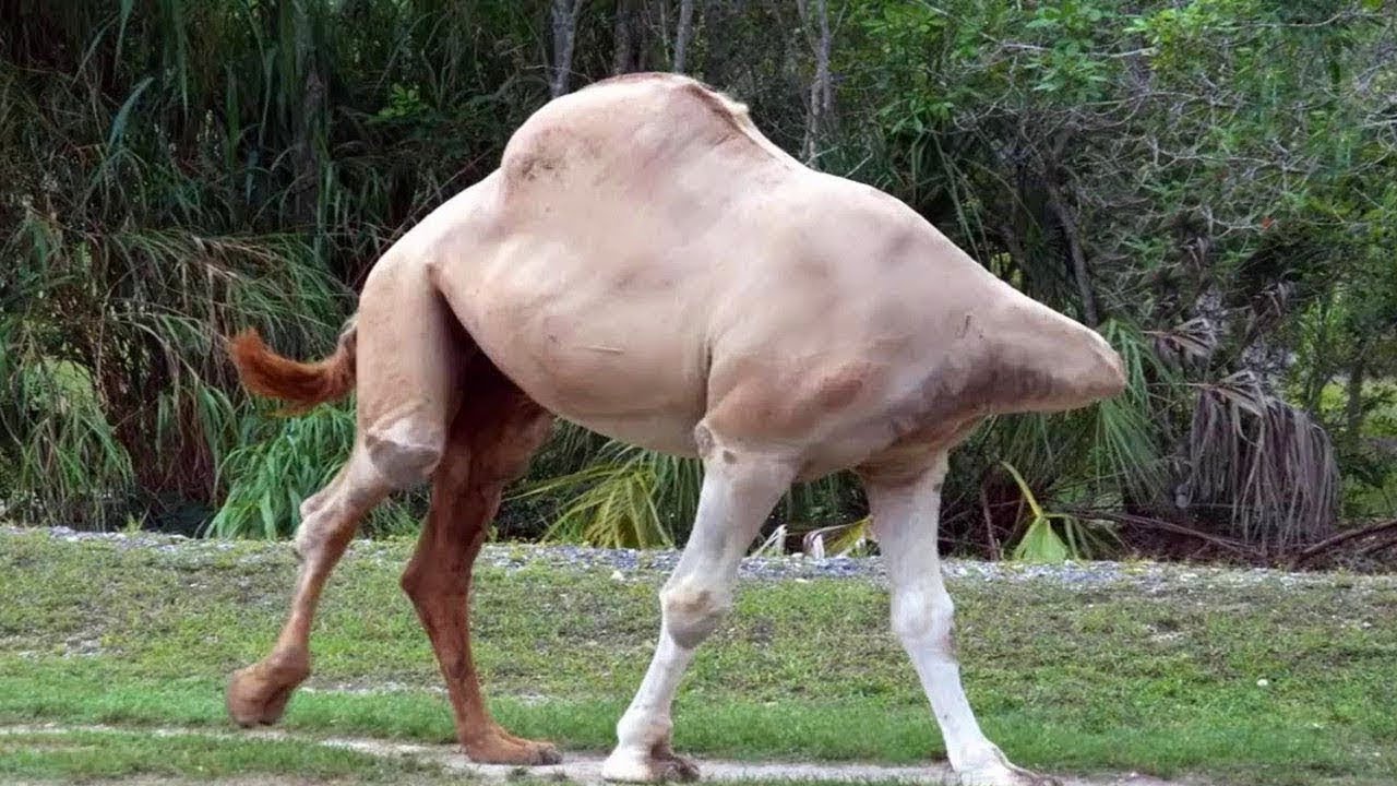 QAABKA CAJİİBKA EE LOO ABUURAY GEELKANİ