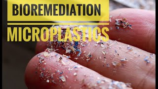 Plastic is Everywhere - BIOREMEDIATION is how the Nature is Solving the PLASTIC PROBLEM