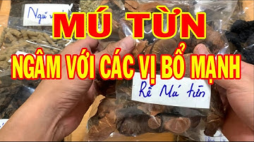 Mú từn có tác dụng gì - Mú từn ngâm rượu với loại gì tốt - Cách ngâm rượu mú từn