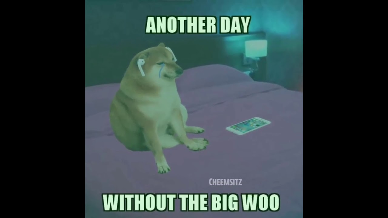 Videos random de cheems