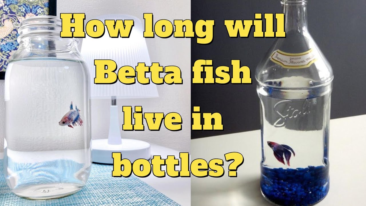 How Long Can Betta Fish Live In A Bowl? - Youtube