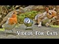 Videos for Cats to Watch : Forest Birds Extravaganza