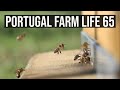 Portugal Farm Life 65 - The Birds and the Bees!