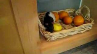Pet Rat Eats Apple
