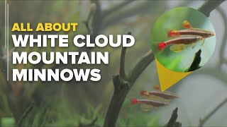 History, Origin and Care White Cloud Mountain Minnows | Best Beginner Fish | Species Profile