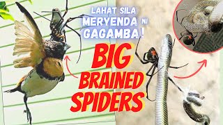 GAGAMBANG KUMAIN NG AHAS AT IBON  Top 20 Amazing Spider Species